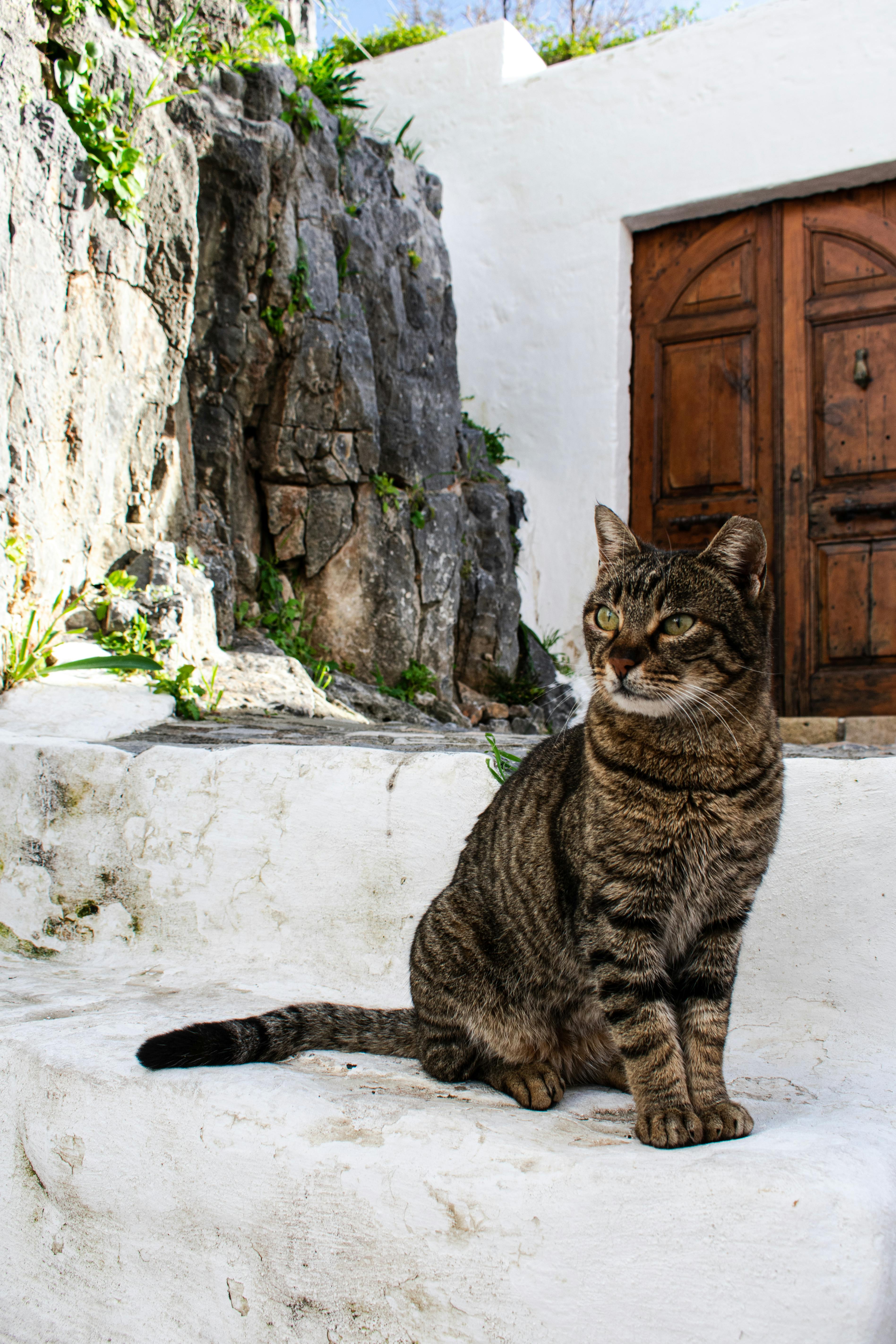 154 904 以上の無料ぶち猫画像