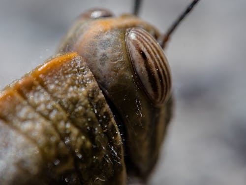 Close-up of Locust 