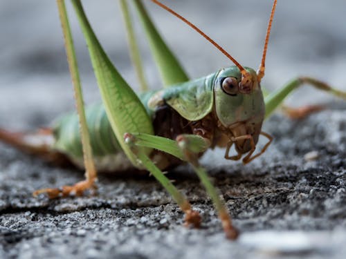 Free Green Grasshopper in Macro Shot Stock Photo