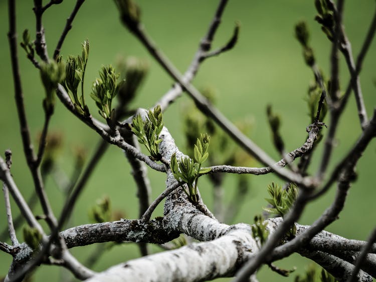 Snow On Branches