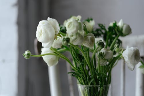 Close-Up Shot of Persian Buttercup Flowers