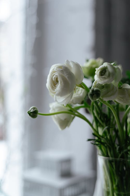 White Persian Buttercup Flowers in a Glass Vase