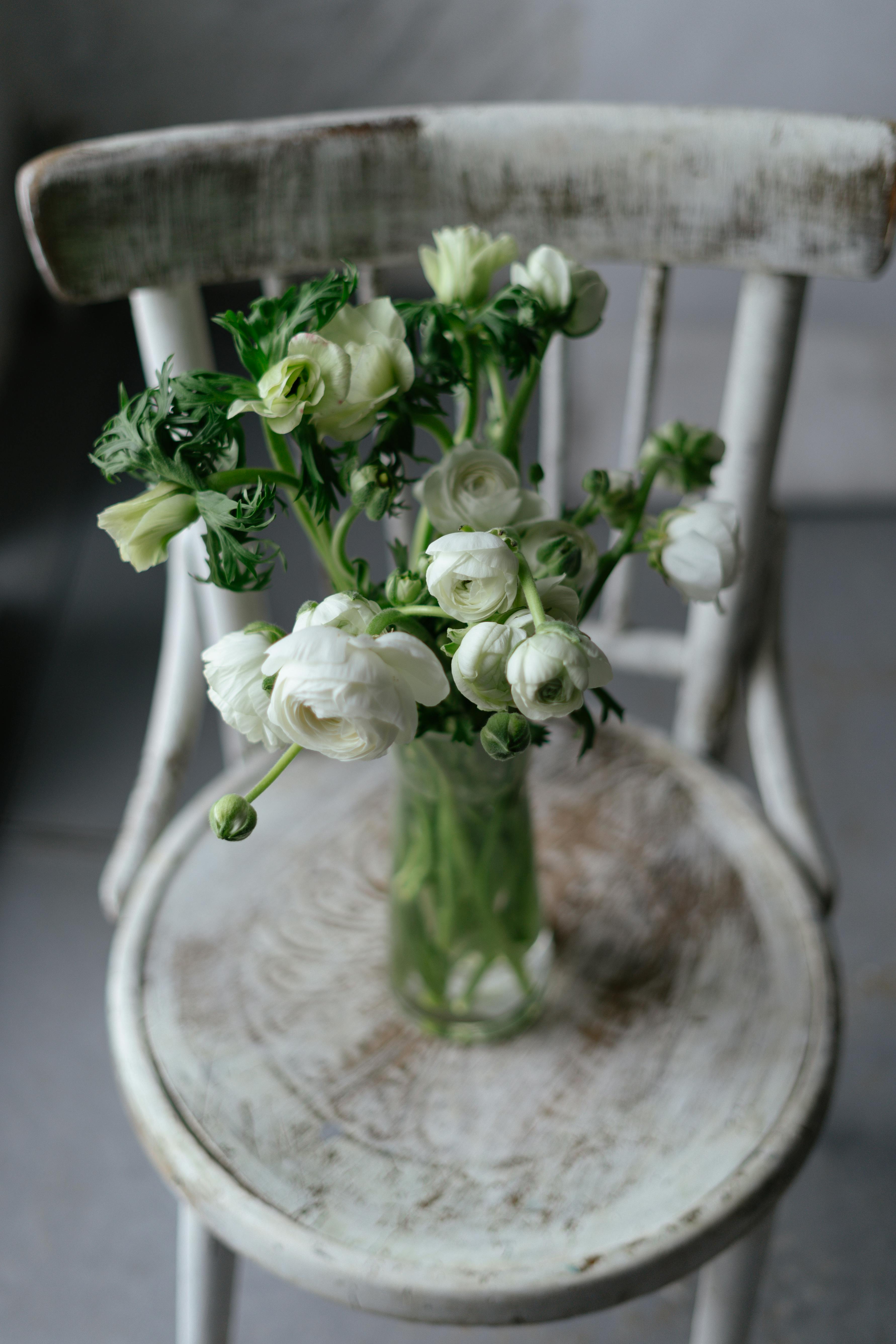 Free Charming white ranunculus bouquet in a vase on a rustic wooden chair for a vintage feel. Stock Photo