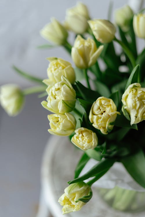 Yellow Tulips in Bloom