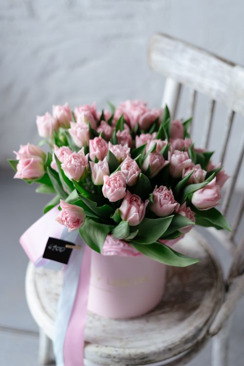 Free Beautiful pink tulip bouquet in a pastel pink hatbox on a vintage wooden chair, perfect for spring decor. Stock Photo