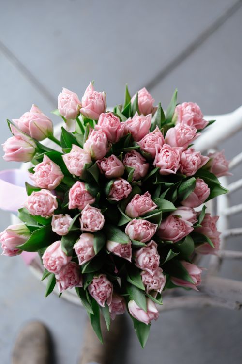 Free A beautiful overhead shot capturing an elegant bouquet of fresh pink tulips. Stock Photo
