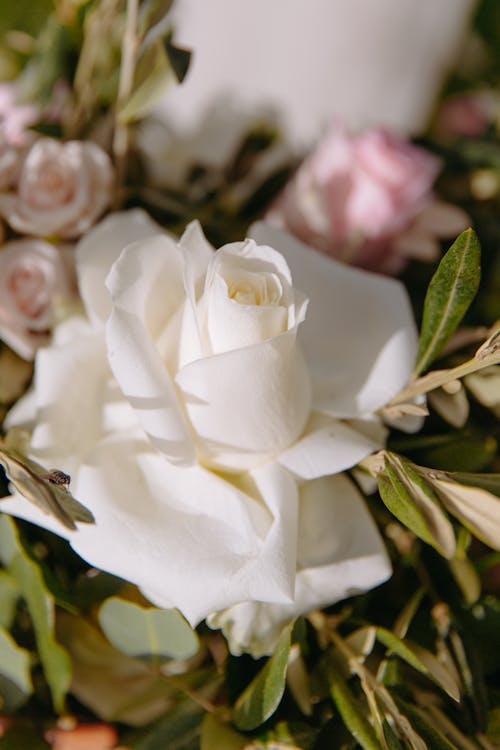 Základová fotografie zdarma na téma bílá růže, detail, kvést