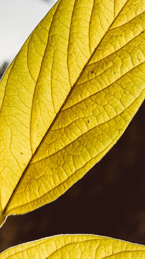 Green Flat Oblong Leaf Plant on Close Up Photography · Free Stock Photo
