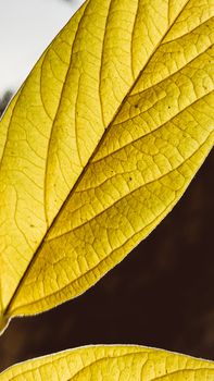 Detailed macro shot of a yellow leaf showcasing natural texture and veins.