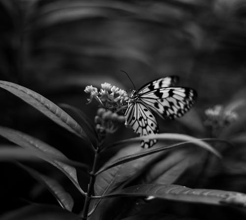 無料 バタフライ, フローラ, モナーク蝶の無料の写真素材 写真素材
