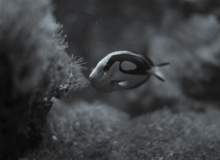 Grayscale Photo Of A Fish Underwater