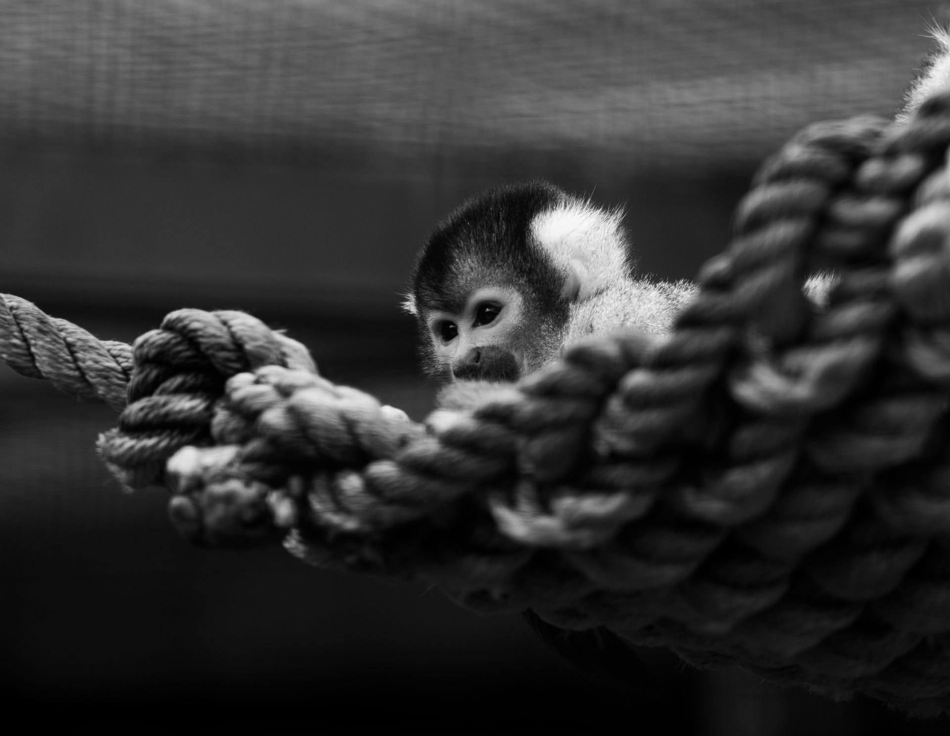 A squirrel monkey in black and white resting on a thick rope in a contemplative pose.