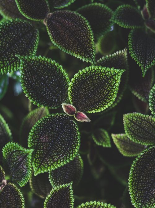 Free Detailed close-up of lush, textured green leaves in a tropical setting. Stock Photo