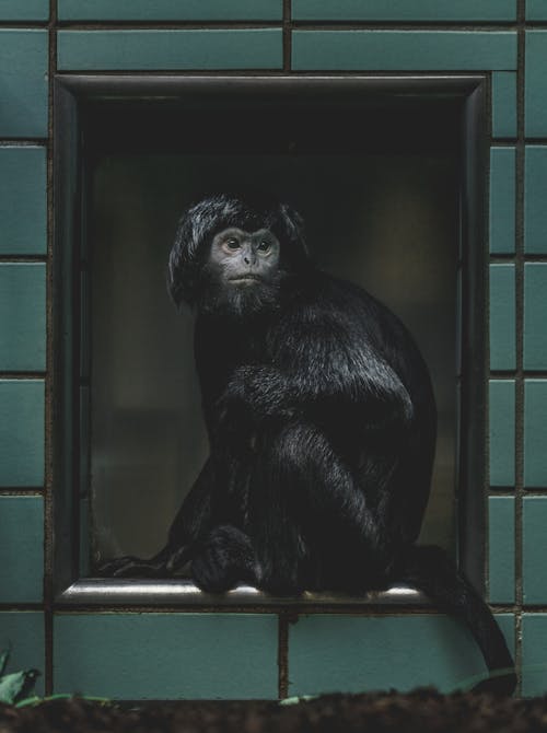 Free Single Monkey Sitting in Gate to Shelter Stock Photo