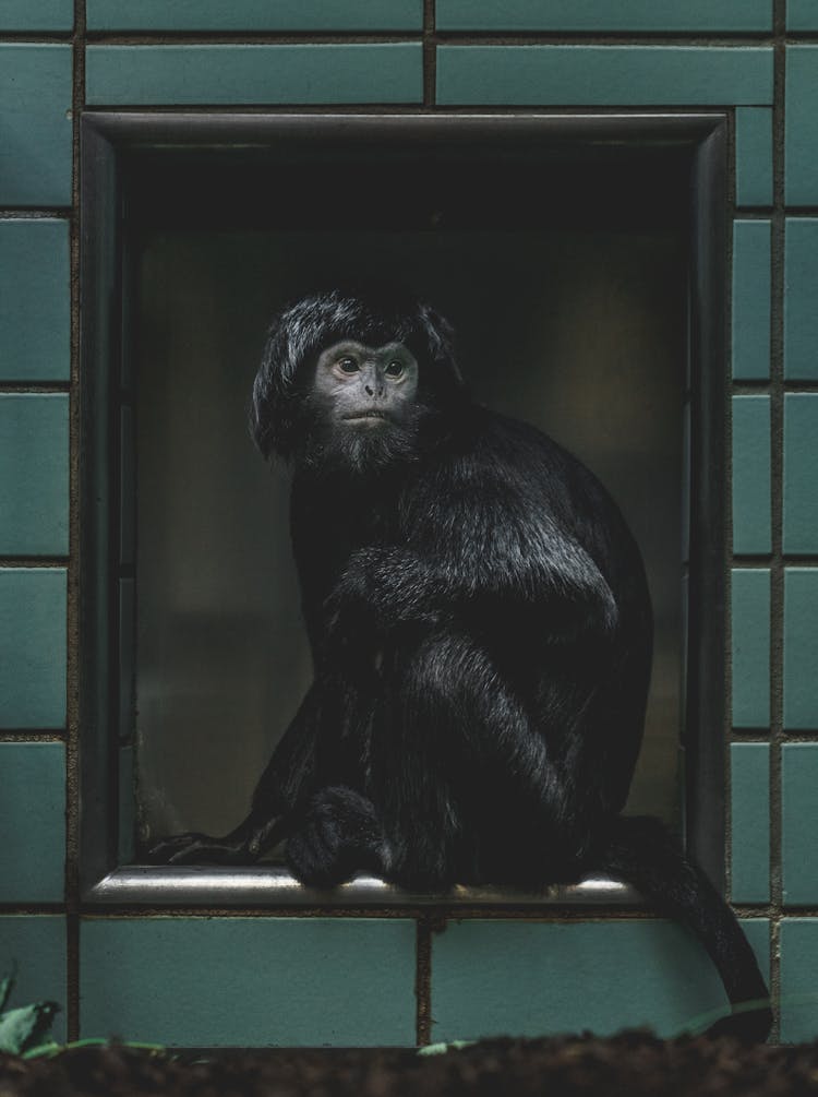 Single Monkey Sitting In Gate To Shelter