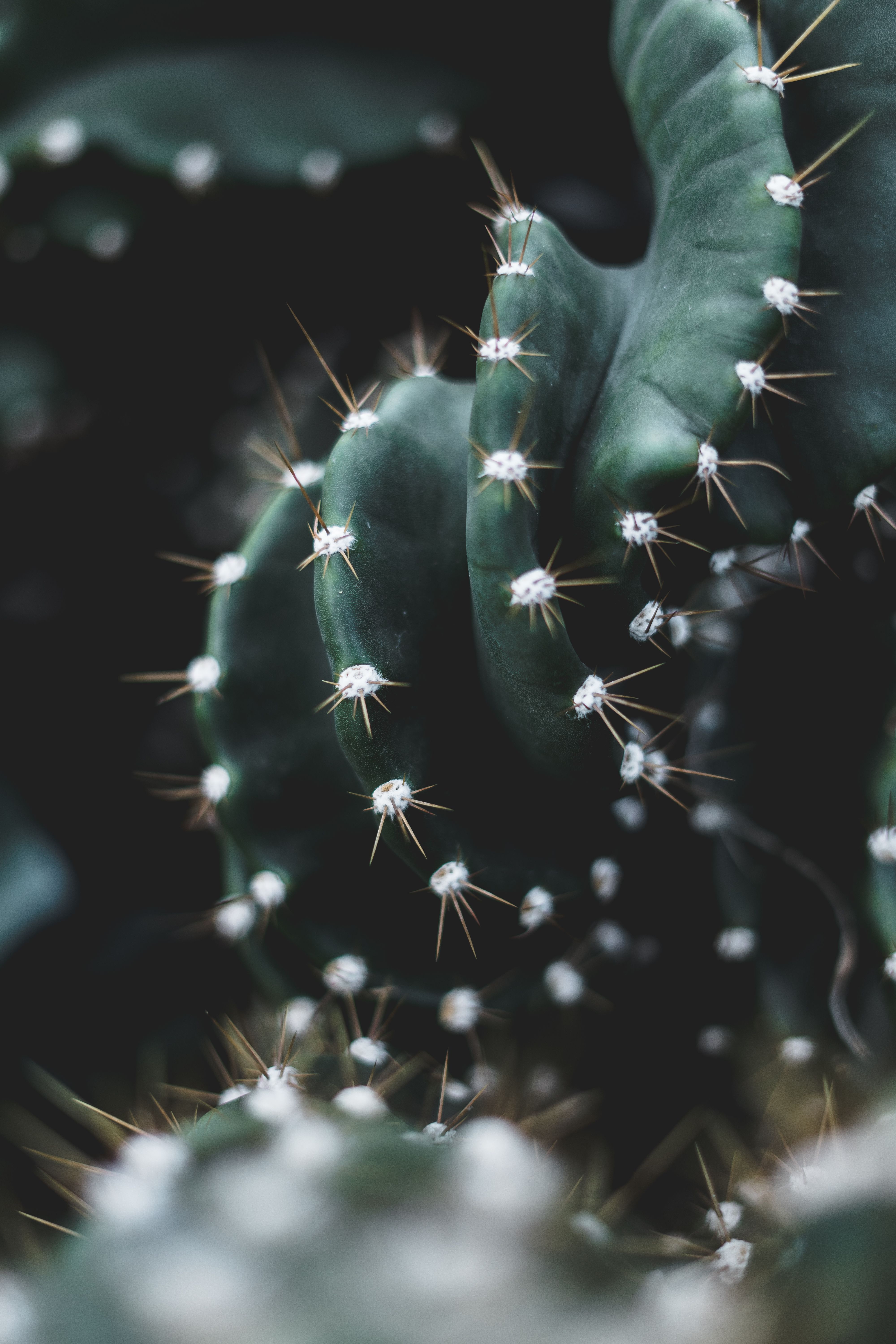 Cactus Background Photos, Download The BEST Free Cactus Background Stock  Photos & HD Images