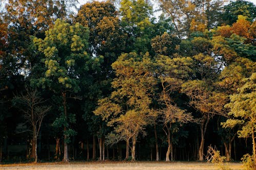 Fotos de stock gratuitas de al aire libre, árbol, caer