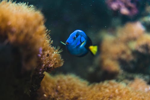 Fotobanka s bezplatnými fotkami na tému koraly, modrá tang, plávanie