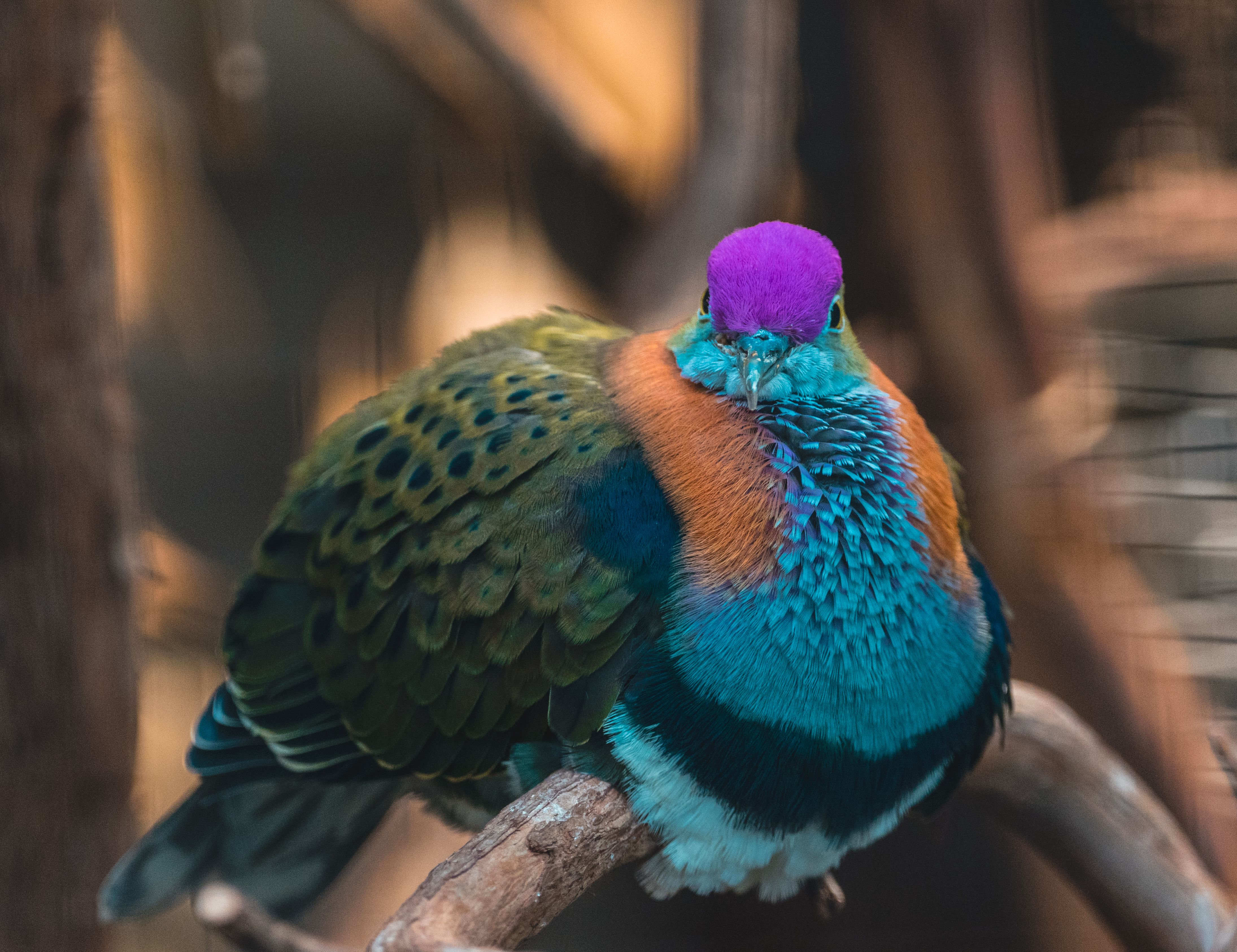 Negros Fruit Dove