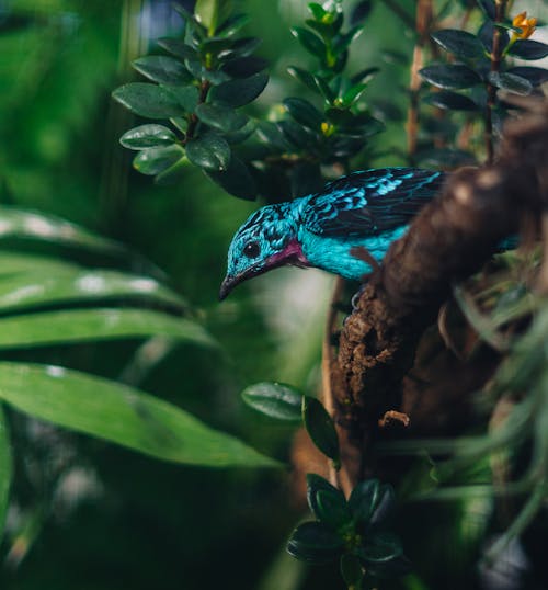 Blue and Green Bird on Brown Tree Branch