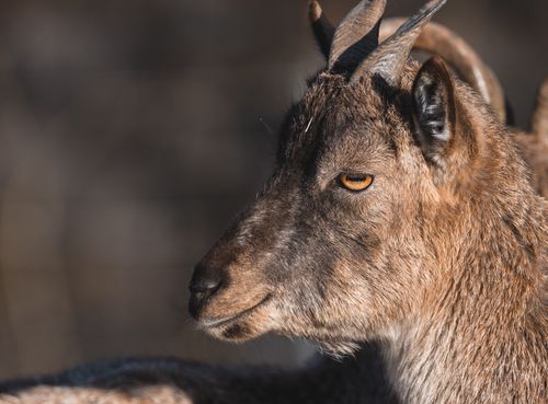 Free Detailed side view of a goat, showcasing its unique horns and expressive eyes. Stock Photo