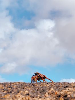 A vibrant crab on the rocky coastline of Oman, set against a bright blue sky with clouds.