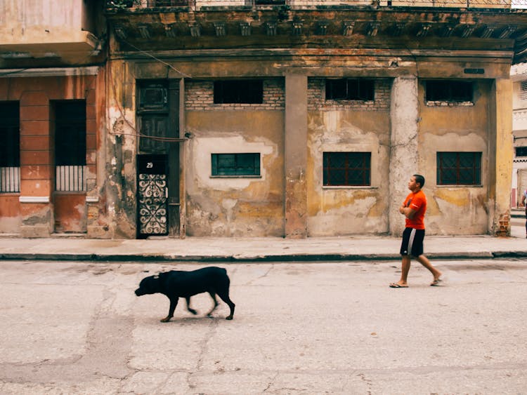 Side View Of A Dog And Man Walking On The Road 