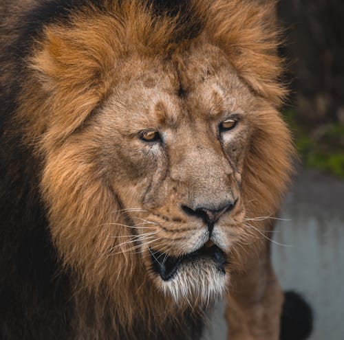 Free Portrait of a Lion Stock Photo