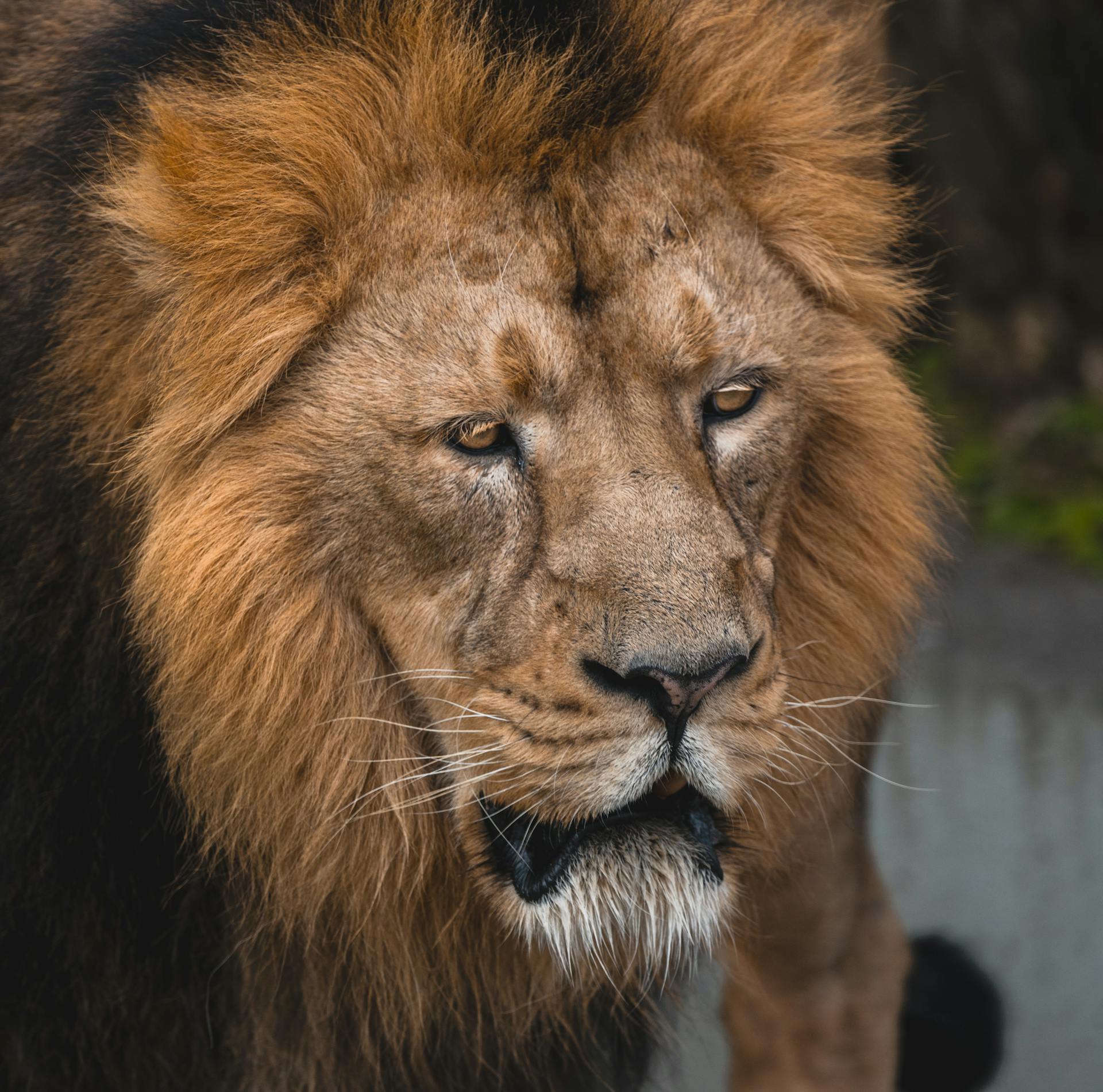 Portrait of a Lion