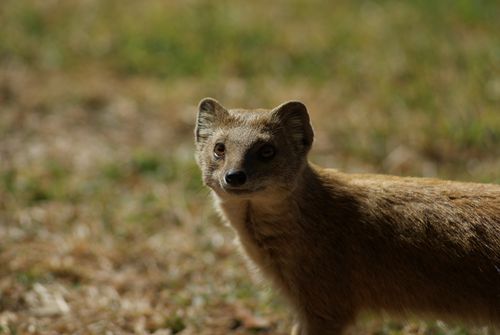 Free A detailed close-up of a yellow mongoose with a natural outdoor background, capturing its curious gaze. Stock Photo