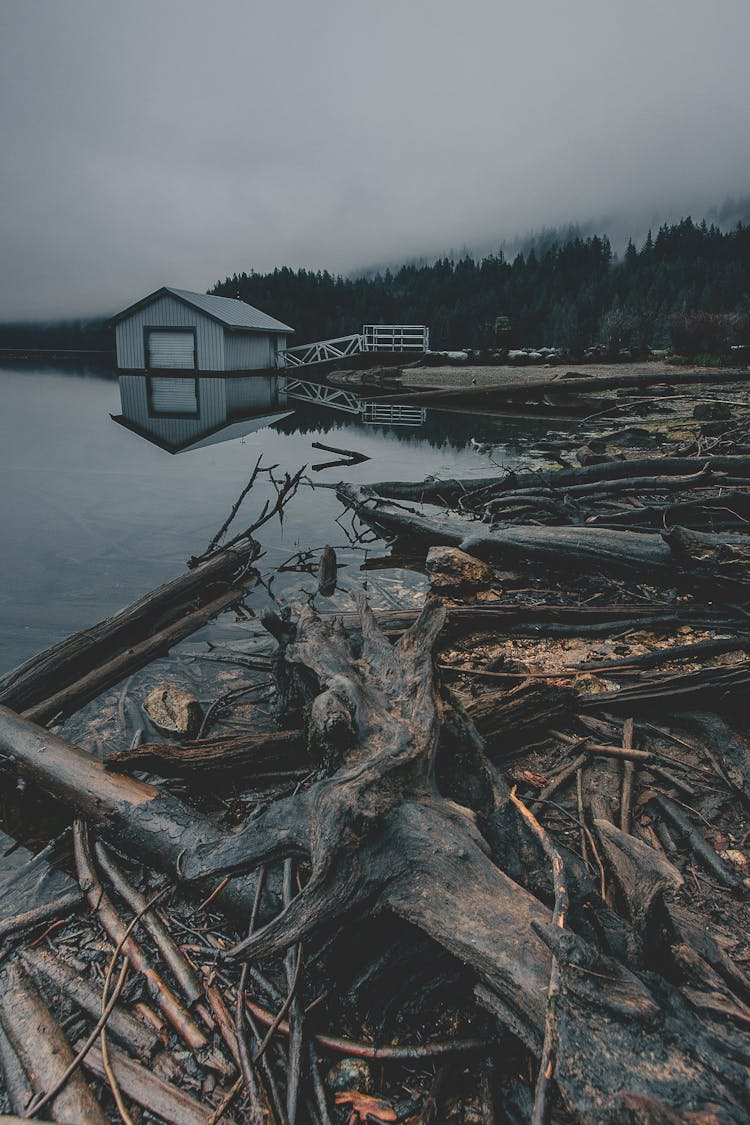 Driftwood On Shore