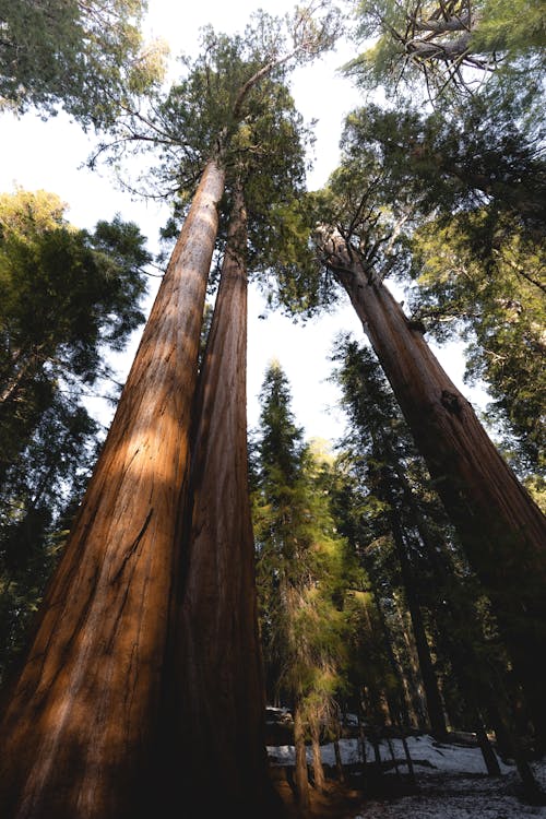 Tall Trees in a Forest