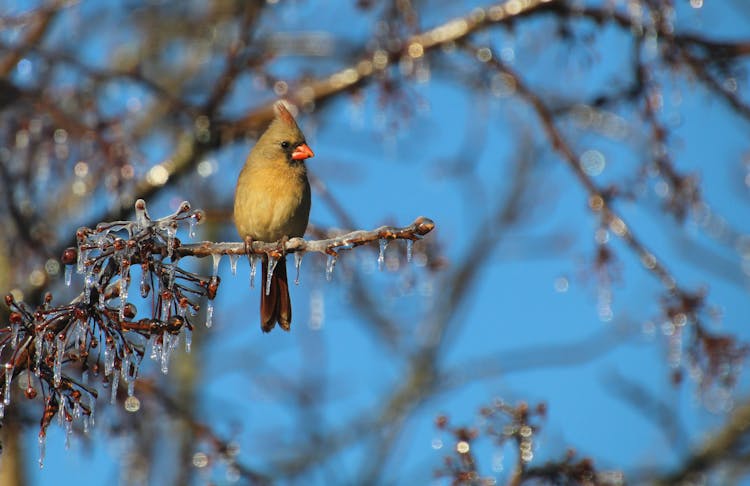 A Northern Cardinal Bird Perched On Tree Stem