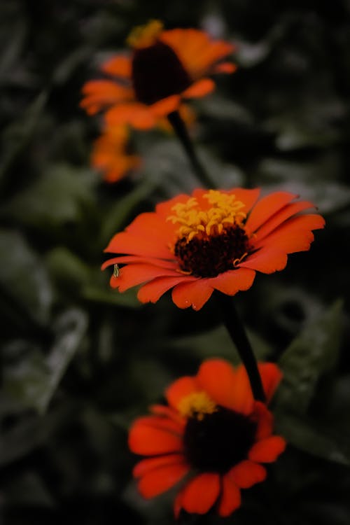 Ücretsiz büyüme, çiçek fotoğrafçılığı, çiçeklenmek içeren Ücretsiz stok fotoğraf Stok Fotoğraflar