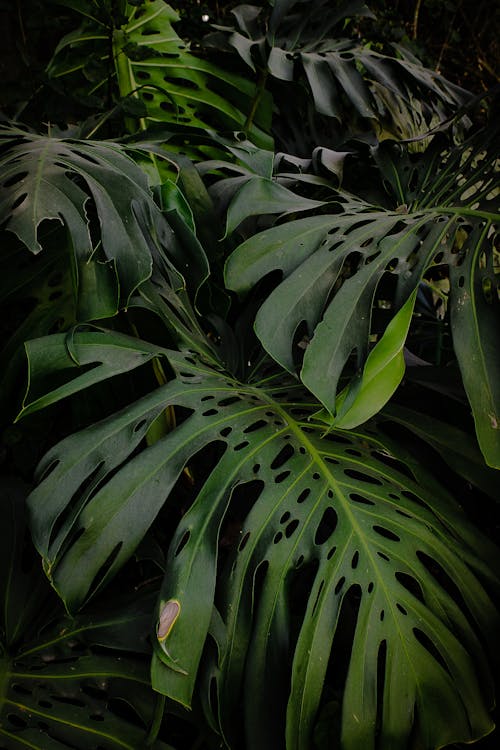 คลังภาพถ่ายฟรี ของ monstera deliciosa, การถ่ายภาพพืช, การเจริญเติบโต