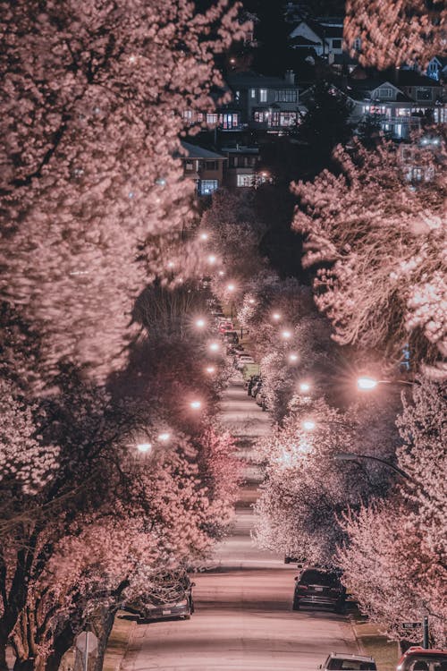 Gratis lagerfoto af blomstrende, byen om natten, flora Lagerfoto
