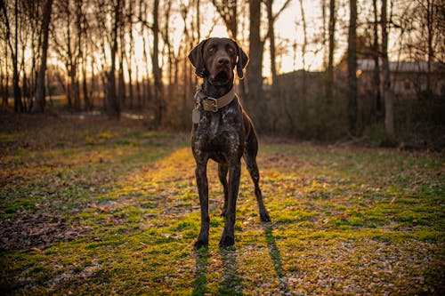 Free German Shorthaired Pointer on Grass Field Stock Photo