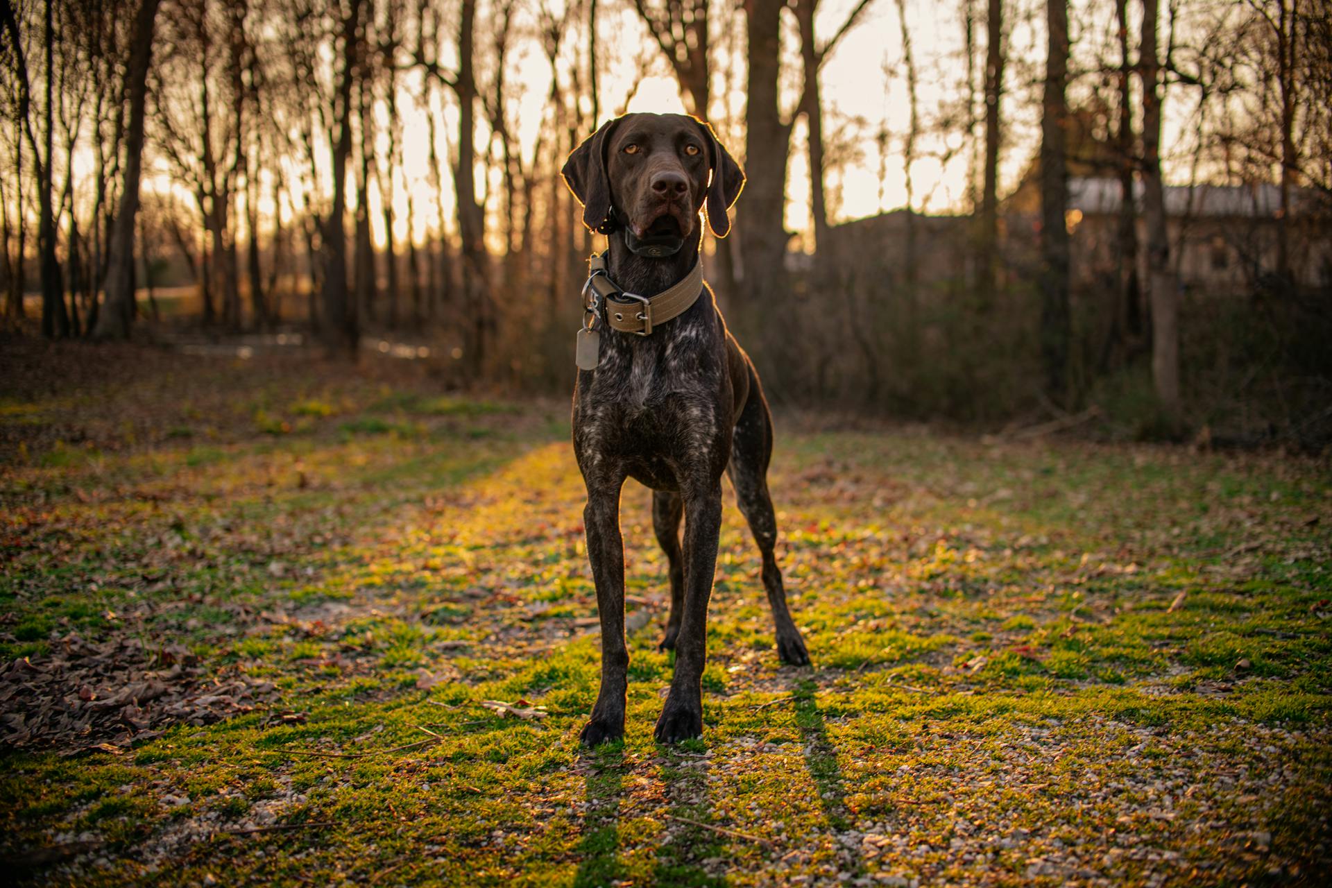 De Duitse kortharige pointer op het grasveld