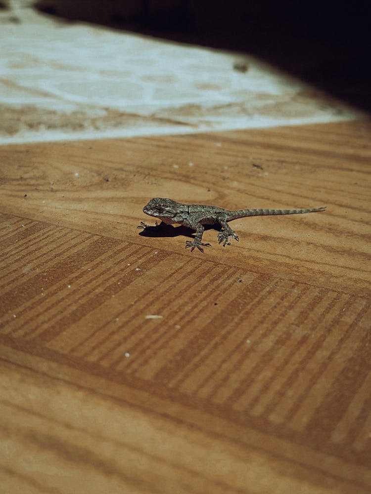 Lizard On The Floor