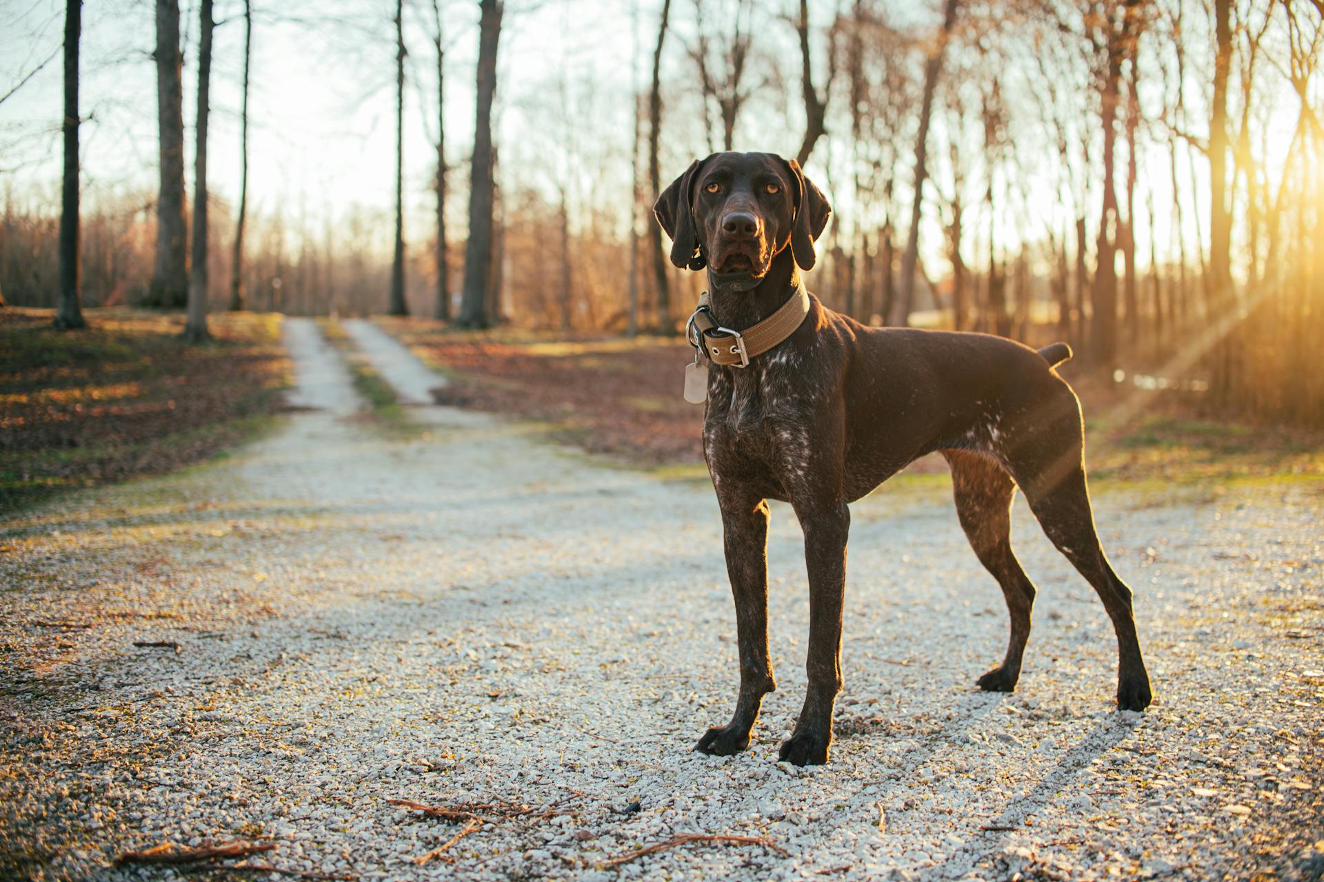 A Black Dog With Brown Collar Standing Near Trees