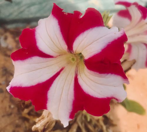 Free stock photo of 14 february, beautiful flowers, flower background Stock Photo