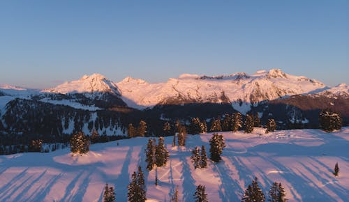 Drone Shot of Trees on Snow Covered Ground