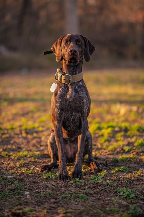 Free A German Shorthaired Pointer sits outdoors during a golden hour sunset. Stock Photo