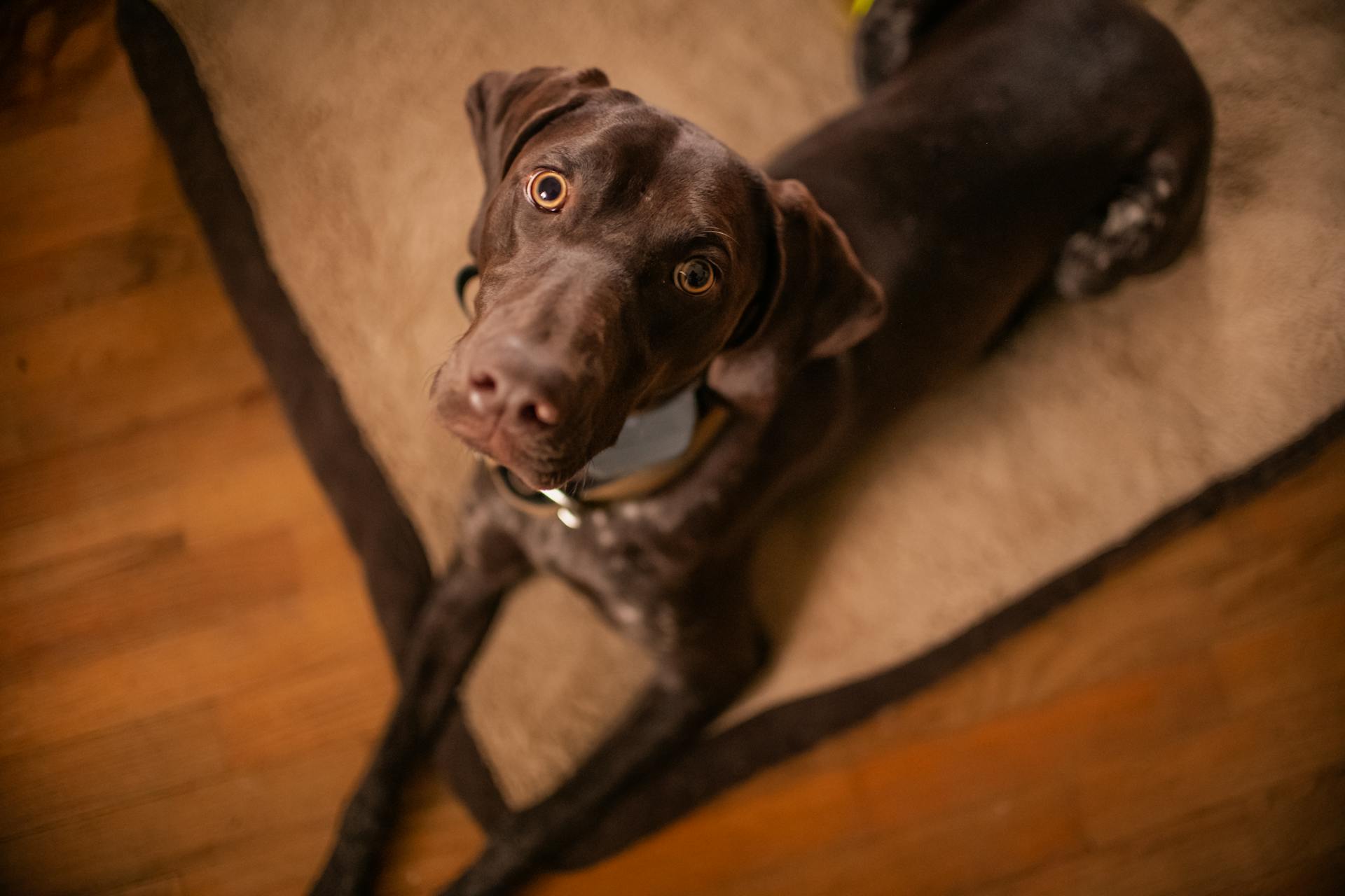 Close-Up Shot of a German Shorthaired Pointer