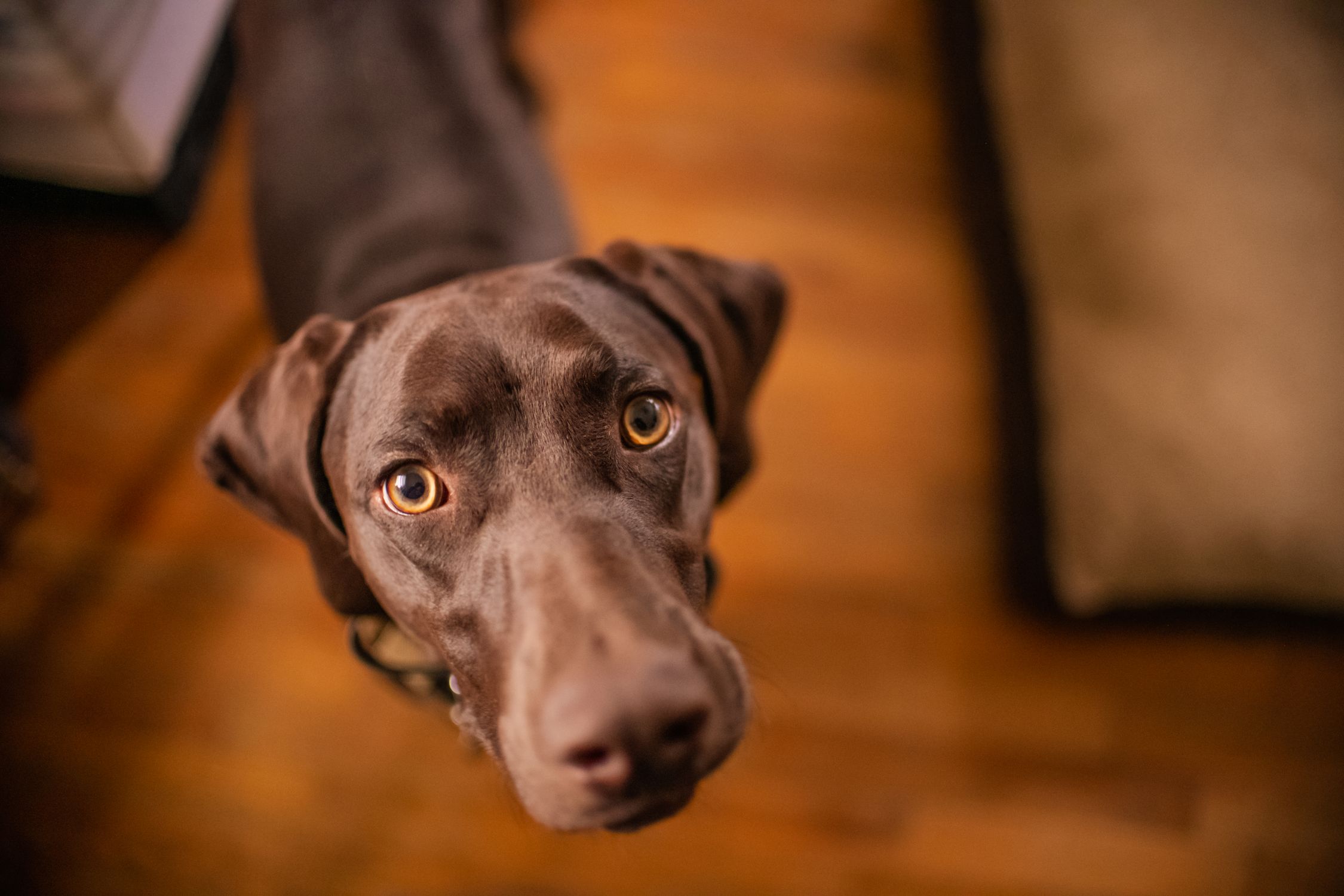 Adorable close-up of a German Shorthaired Pointer looking up indoors with a warm tone.