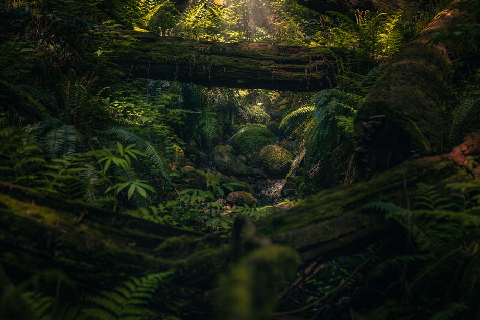 A lush, green forest scene with moss-covered logs and ferns in BC, Canada.