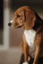Brown White and Black Short Coated Dog