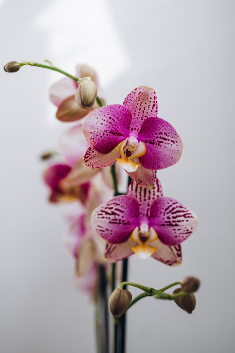 Purple Orchid Flowers