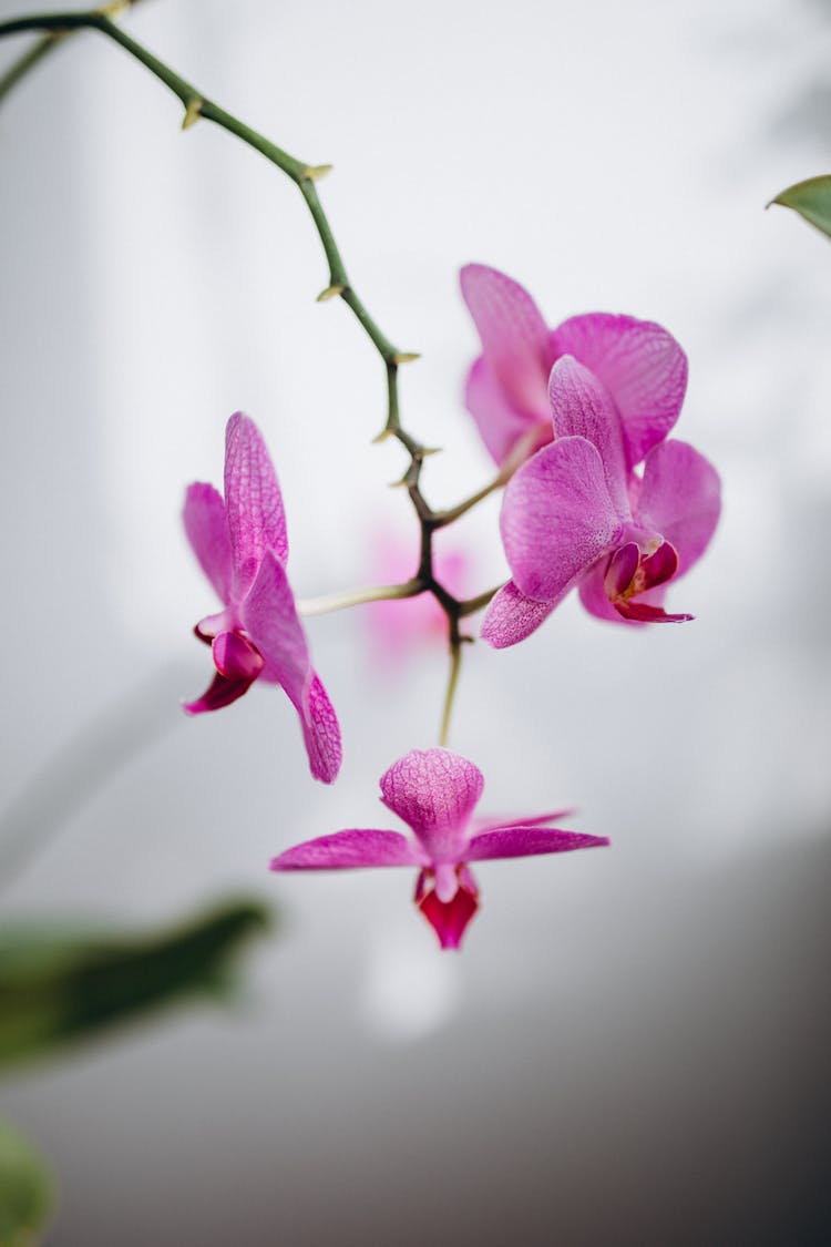 Purple Orchid Flowers