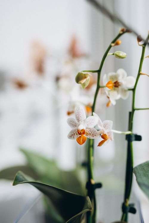 Free A beautifully detailed shot of delicate white orchids with orange centers, showcasing their natural elegance. Stock Photo
